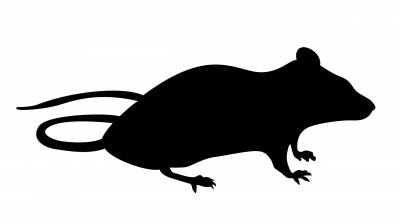 Rat Image